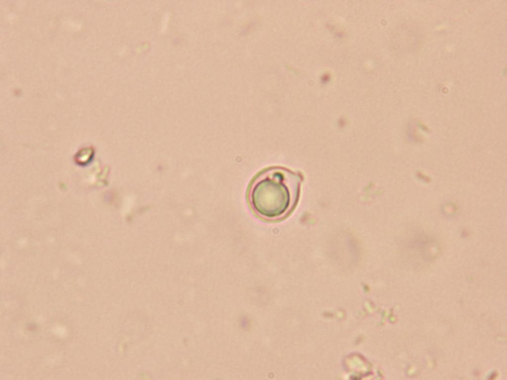 Indagine microscopica